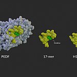 3D image of a model PEDF protein