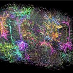colorful image of a small group of brain cells in the mouse brain.