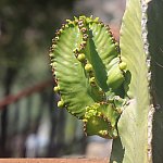 Image of Euphorbia resinifera, a green, wrinkly, cactus-like plant from North Africa.