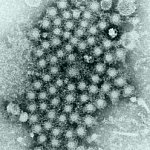 Image with a large cluster of circular viruses