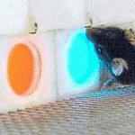 A row of one blue and two orange panels, with a mouse touching the blue panel