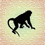 Silhouette of rhesus macaque on a background of the letters A, C, T, and G, which represent the chemical components of the genome