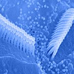 Tubular stereocilia on hair cell surface arranged in three rows of increasing heigh