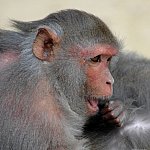 a photo of a rhesus macaque searching for pests on a mate