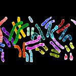 Image of brightly colored chromosomal pairs