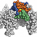 Illustation of an alcohol molecule bound to a protein