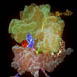 Illustration of a ribosome translating mRNA code into protein