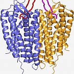 Molecular model of CXCR4 structure