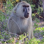 Photo of a male baboon