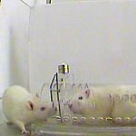 Photo of a free rat and a rat in a transparent tube cropped