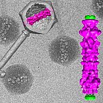 Image of virus and blow-up of inner virus structure.