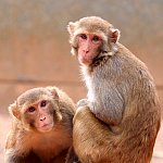 Two macaques.