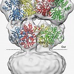 Glutamate receptor