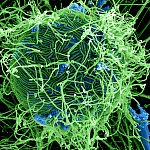 Strand-like Ebola Virons