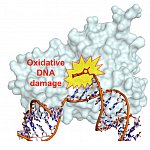 Damaged DNA.