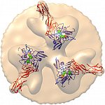 Illustration of the HIV viral surface.