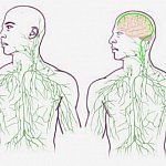 Maps of the lymphatic system.