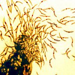 Malaria sporozoites