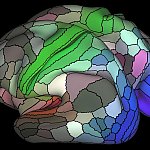 Illustration of human brain cortex.