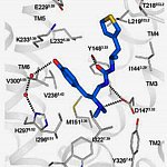 A computer model of the synthesized pain relieving compound PZM21 (blue) docked with the mu opioid receptor (grey).