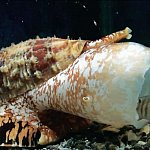 Cone snail