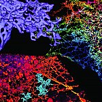 Tubular structures in the peripheral ER