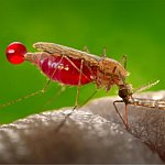 A feeding Anopheles gambiae mosquito