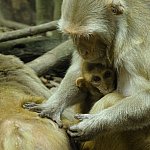 Female rhesus macaque grooming another.