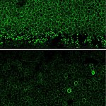 Nrl gene expression in mouse retina