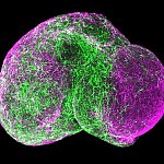 Fused forebrain spheroids