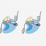 Cas13-ADAR fusion protein for RNA editing