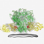 HIV spike and broadly neutralizing antibodies