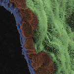 Polarized RPE monolayer on biodegradable scaffold.