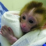Baby rhesus macaque