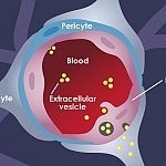 Illustration of extracellular vesicles moving from blood through endothelial cells and into astrocytes