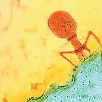 Micrograph of a bacteriophage