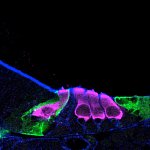 Sensory hair cells in newborn mouse cochlea