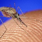 Anopheles gambiae mosquito on human skin