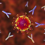 Antibodies attacking SARS-CoV-2 virus