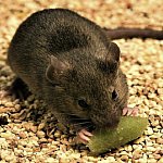 Photograph of a mouse eating a piece of bait
