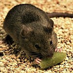 Photograph of a mouse eating a piece of bait Photograph of a mouse eating a piece of bait