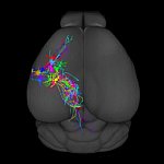 Neurons depicted in different colors that spread across the brain