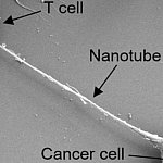 Nanotubes between cells
