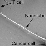 Nanotubes between cells
