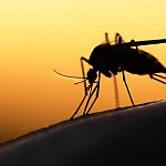 Silhouette of mosquito on human skin at sunset