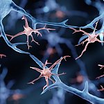 Illustration of microglia among long neuron projections