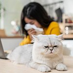 Woman sneezing near furry cat
