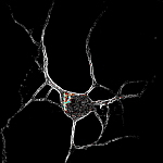 Neuron with 5-HT2A receptors inside