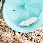 White pet mouse running on an exercise wheel in its cage