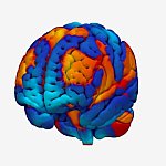 Illustration of a brain with different regions in different colors.